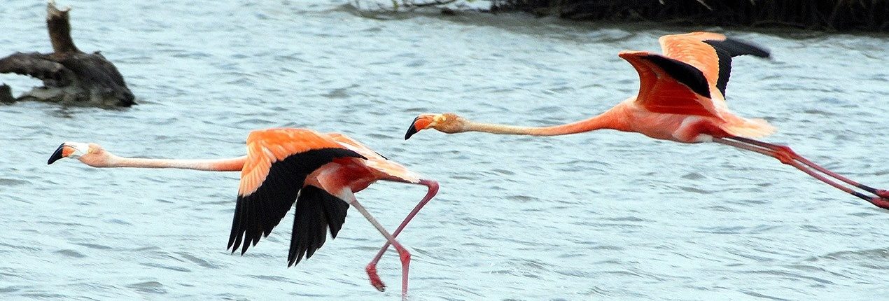 Flamingo's Bonaire